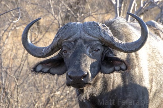 Are you a compassionate buffalo? Photo: Matt Feierabend.