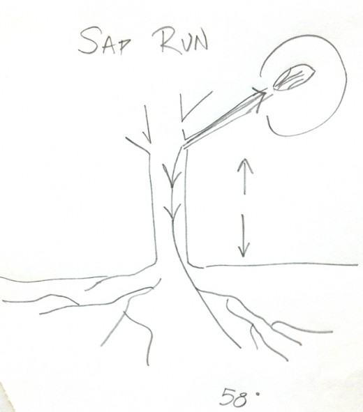 Pooch sketched this for me during our conversation to illustrate the path of the sap, which provides nutrition to the tree's leaves.