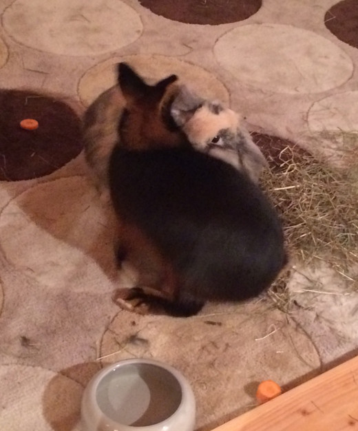 They run around each other in a small circle.