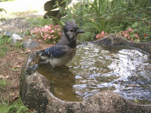 This bluejay submerged itself in the water. He was so wet that I was surprised that he was able to fly.
