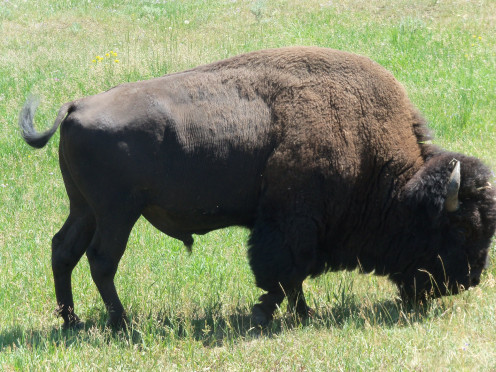 This close up of a buffalo was taken at Yellowstone National Park. 