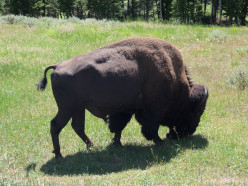 The Returning Buffalo