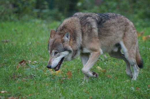 Wolves are great at group hunt. They have a small chance of survival without their pack