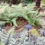 A scene in the fern dell A scene in the fern dell