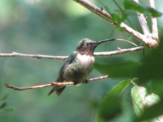 Contrary to public opinion, hummingbirds do not exist solely on nectar. They eat many small insects, too. This one is finishing off some after doing a little "bugging".