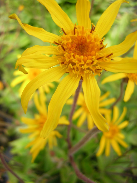 Arnica lotion is created from the Arnica montana plant.
