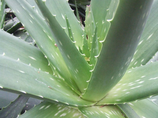 In addition to being used to relieve sore feet, lotion made from the aloe vera plant can also help ease the pain from minor burns.
