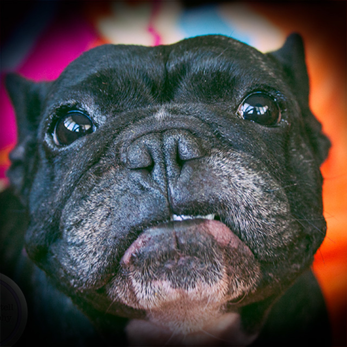 French Bulldog Training, Care & Health Issues to consider when Buying a ...