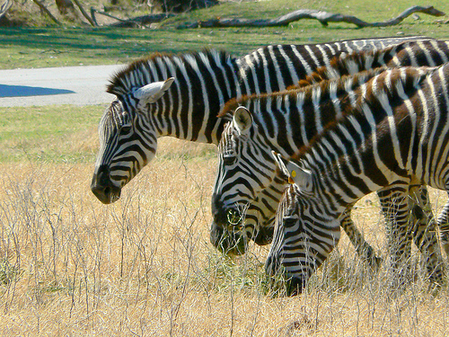 Zebras in Fossil Rim Wildlife Center