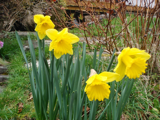 The daffodil - the official flower of Wales.