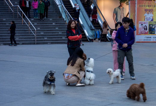 People walking their dogs in Chongqing