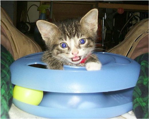 Cat toy chasing ball