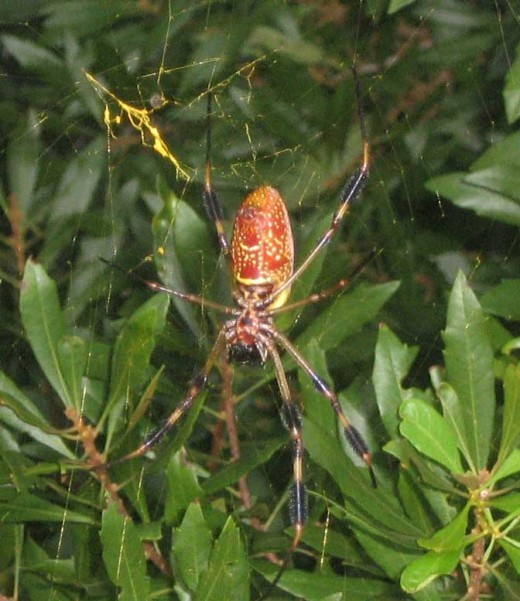 golden silk orb-weaver spider