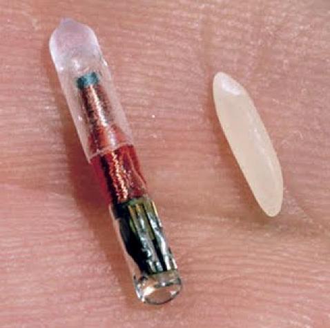 RFID chip compared to a grain of rice (public domain).