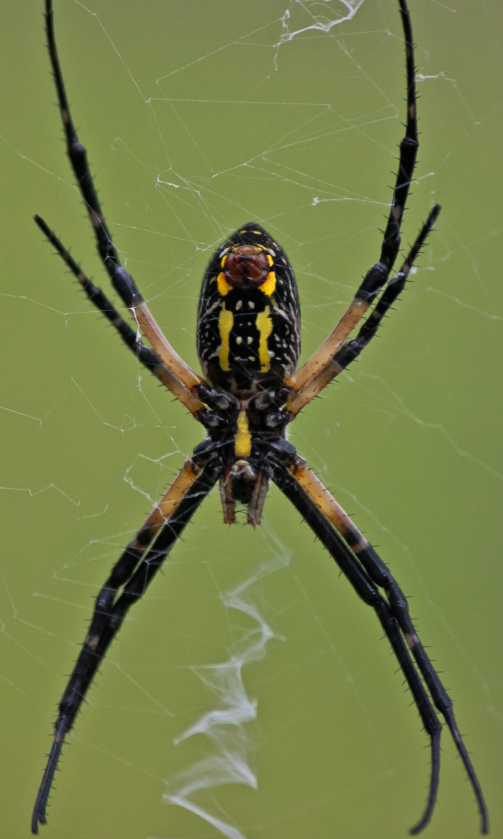 6 Biggest Spiders In Florida Owlcation