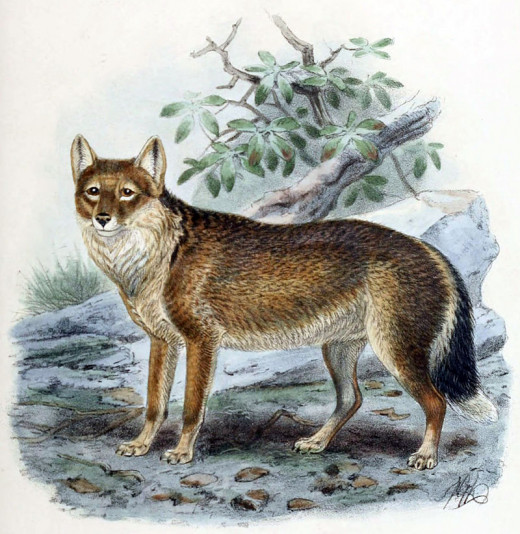 The Falkland Islands wolf