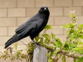 The American Crow