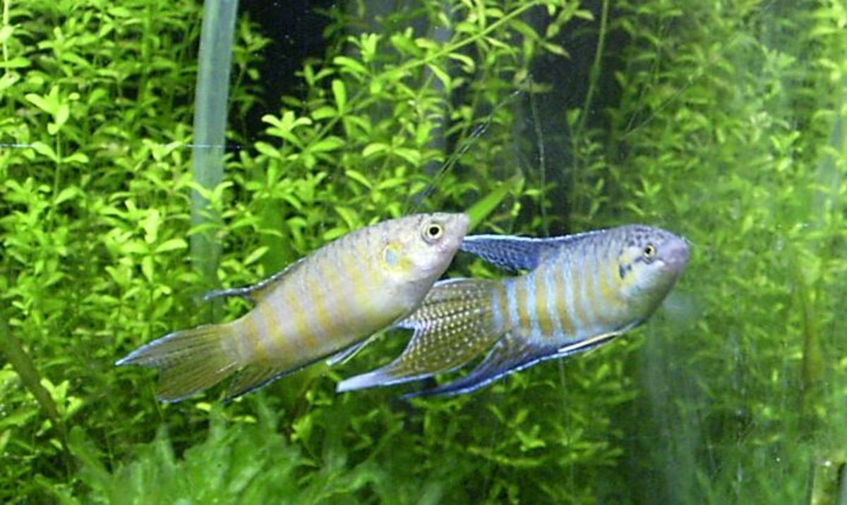 Live plants can help maintain a healthy environment for your fish.