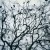 A Murder of Crows (Author: Jesse Weinstein) A Murder of Crows (Author: Jesse Weinstein)