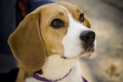 Living with Crazy Lady:  A Beagle's Perspective