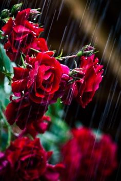 Raindrops make the flowers bloom.