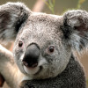 Brandon Terrazas profile image