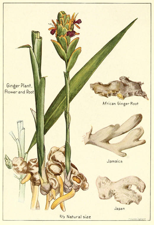 Ginger root has one of the most varied ranges of medicinal benefits.