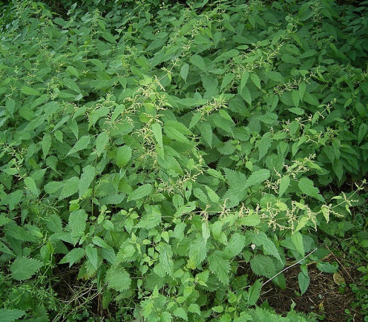 In this form, nettle is dangerous to handle, but once it's dried, it's easily brewed into tea.