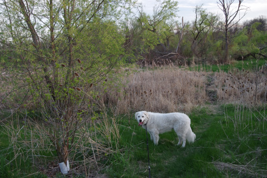 K2 and I are in thinking mode at a deer trail in typical mid-spring foliage colours.