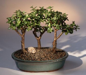 Bring that Enchanted Forest that Mom has always told you about back to her this Mother's Day.   The art of bonsai is proven to be relaxing and provides many other health benefits that only trees and plants can provide.