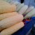 Photo Source: Ireno A. Alcala Sweet Corn Photo Source: Ireno A. Alcala Sweet Corn