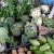 Photo Source: Ireno A. Alcala Broccoli and other veggies Photo Source: Ireno A. Alcala Broccoli and other veggies