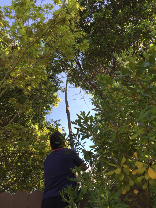 Now I can get the drown because I cleared away all the branches with the pruner. If you look really close you can just barely see the red bade the drone.
