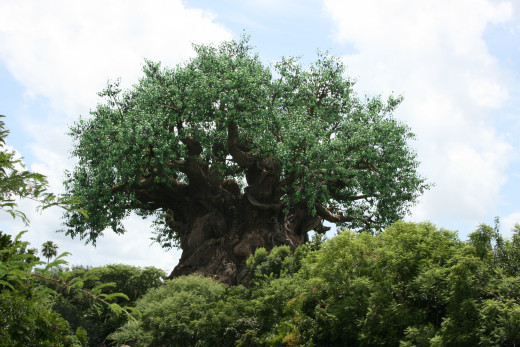The iconic tree of life.
