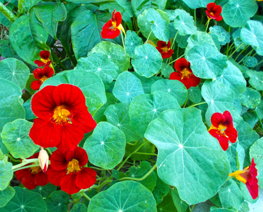 My yard, my personal hybrid simply by selective breeding.