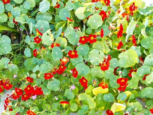 My yard, my personal hybrid simply by selective breeding.