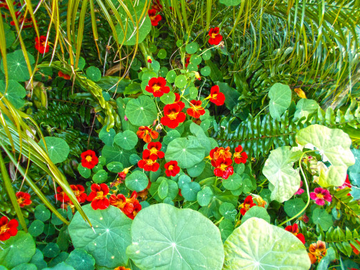 My yard, my personal hybrid simply by selective breeding.
