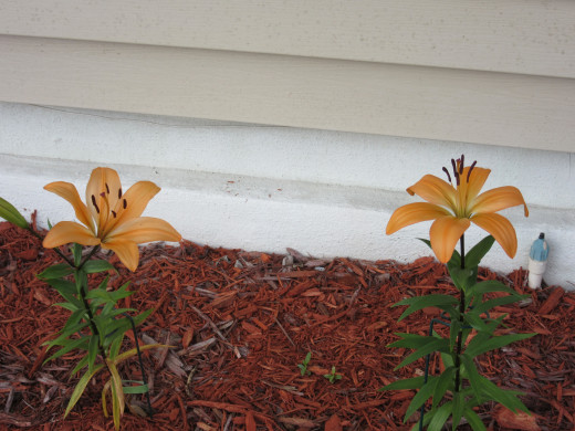 In Florida, my perennial garden starts blooming around March