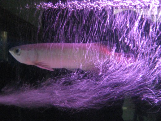 Arowanas are a popular option for stocking a large private aquarium.