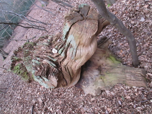 You could turn this one upside down and it would still make sense - looking along a fallen tree trunk from the severed branch end