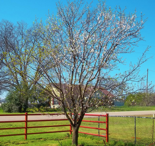 She is telling me that it looks like she will be having approximately 3 harvest times this year.  Notice the left side of the tree already has leaves and the right side has just begun to blossom.