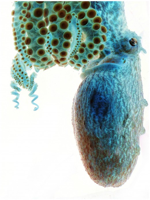 Negative Octopus by Sarah Jackson Smithsonian Magazine July 2012