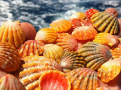 Sunrise Shells in Kauaʻi || Number One Tip