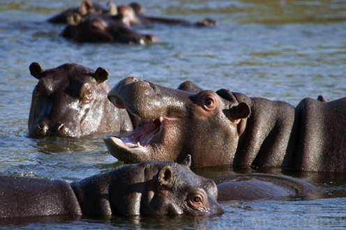 Hippos wallowing and playing in the river. Photo: Matt Feierabend.
