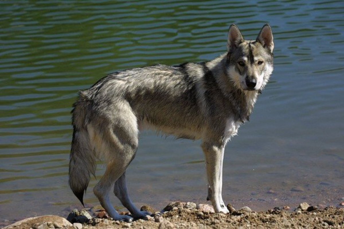 the-seven-best-dogs-that-look-like-wolves-pethelpful