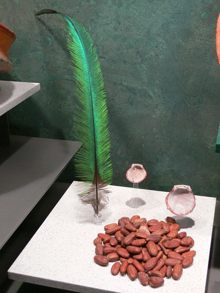 Mayan Chocolate Traditions: National Museum of Anthropology in Mexico City. Cacao beans along with shells and a feather that are part of the local Mayan culture.