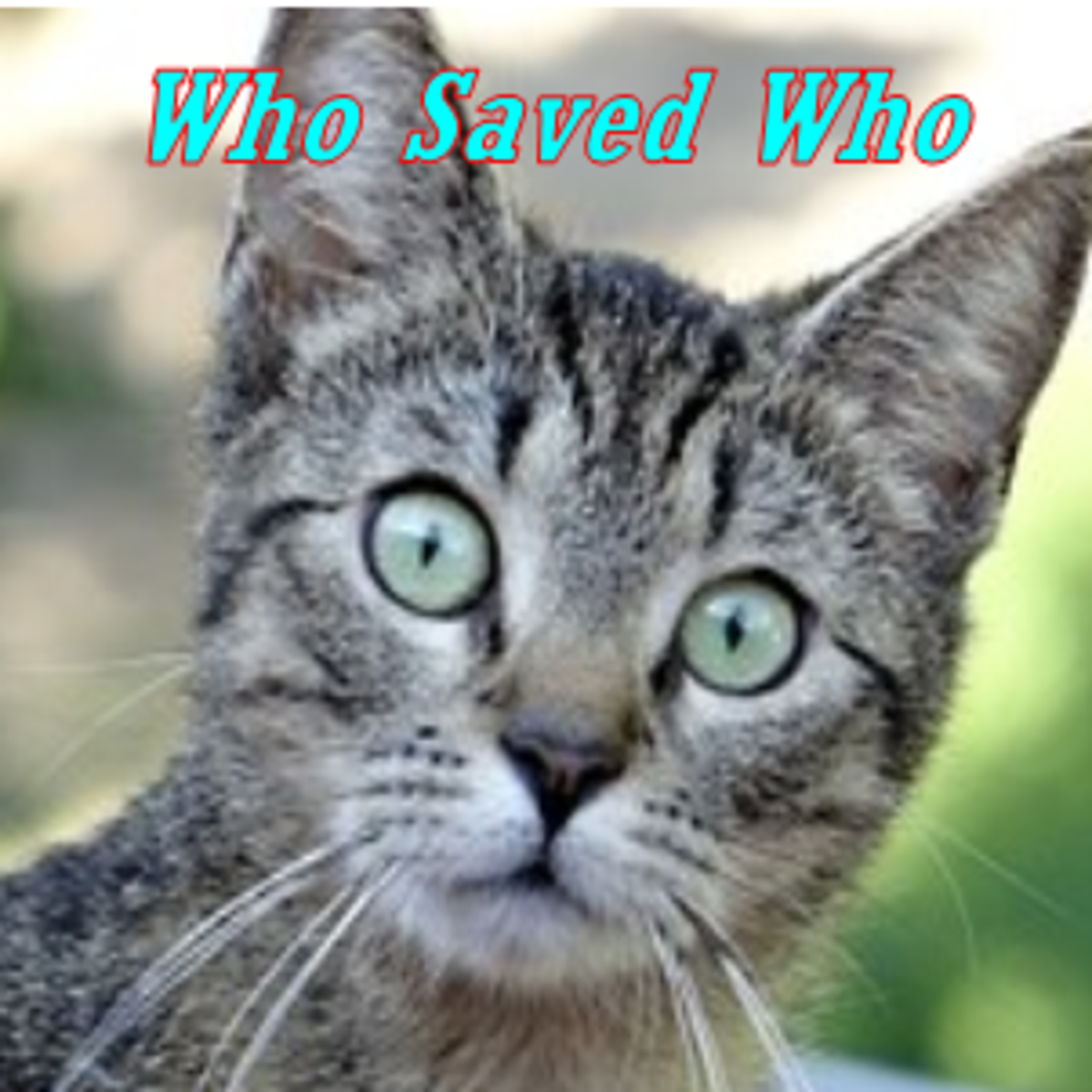 Who Saved Who? The Sassy Cat Story