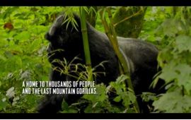 4:43 Gorilla (2nd Montage with Music)