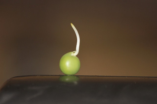 Germination