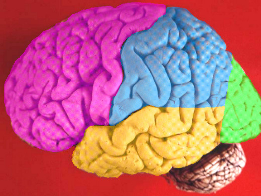 A diagram of the human brain with the frontal lobe colored in pink.